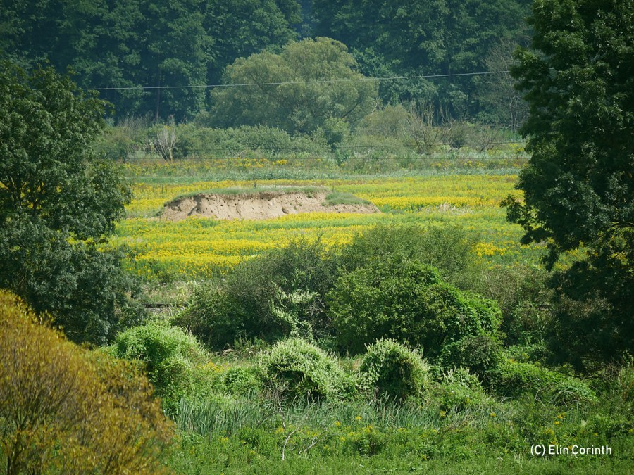 Bruthoehlen_der_Bienenfresser