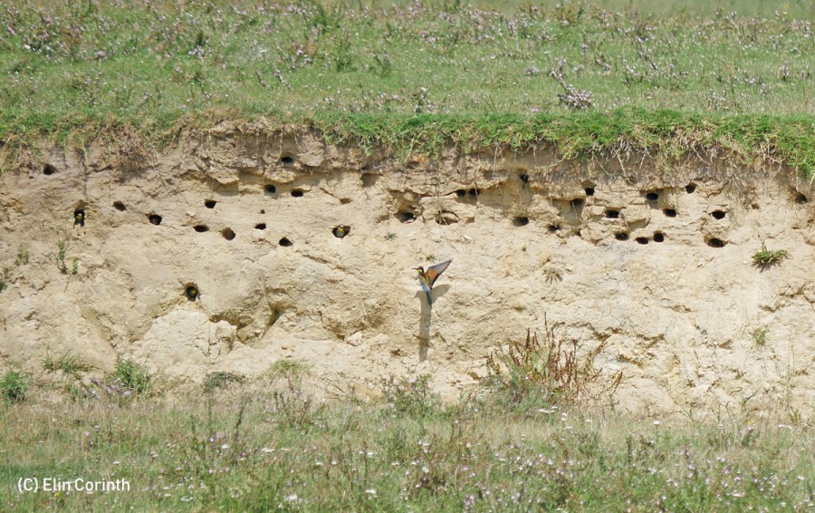 Brutkolonie_der_Bienenfresser