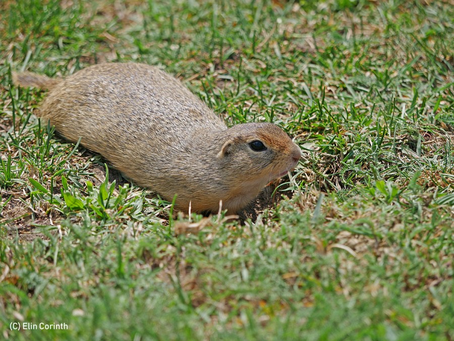 Europaeischer Ziesel
