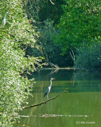 Graureiher_und_Seidenreiher