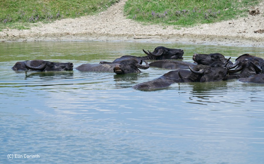 Wasserbad_der_Wasserbueffel