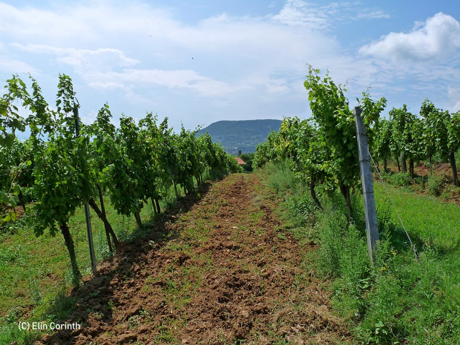 Weinberge_am_Balaton-Ufer