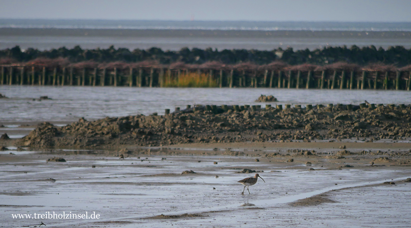 Brachvogel in den Lahnungen bei Utlandshoern