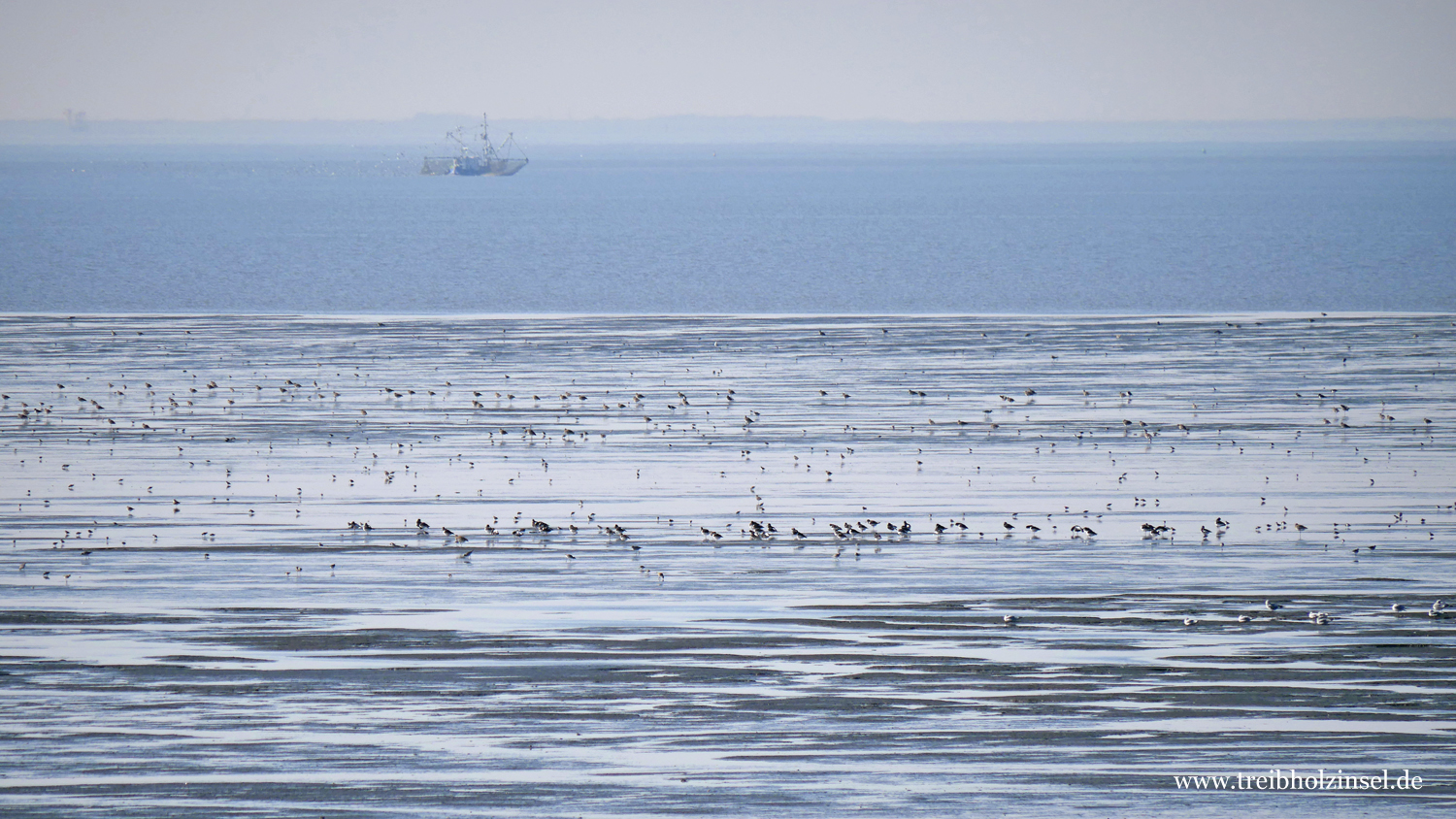 Fischkutter und Zugvögel im Wattenmeer