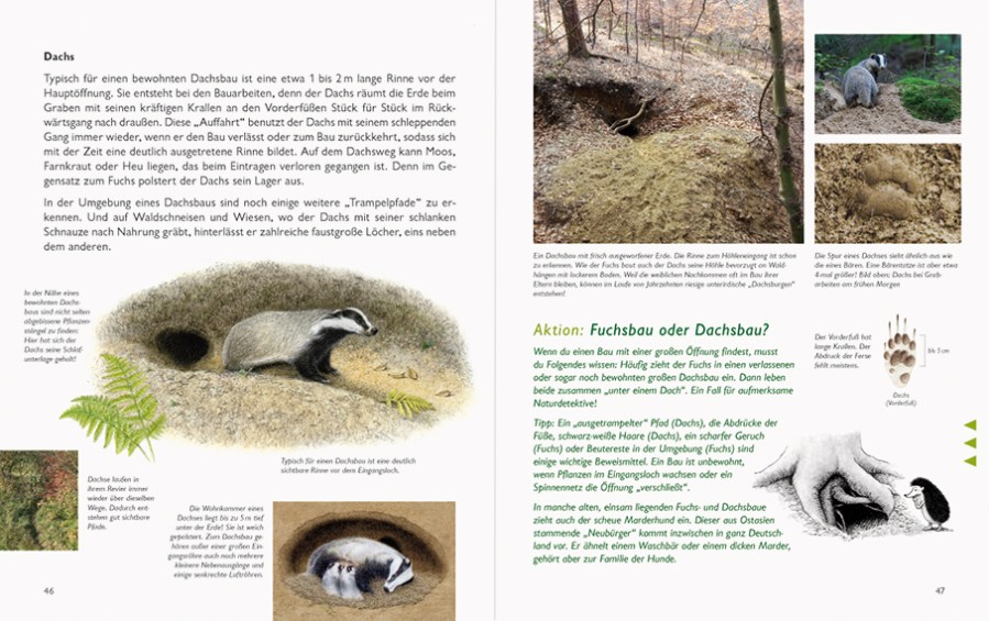 Naturbuch_Dachs–46-47